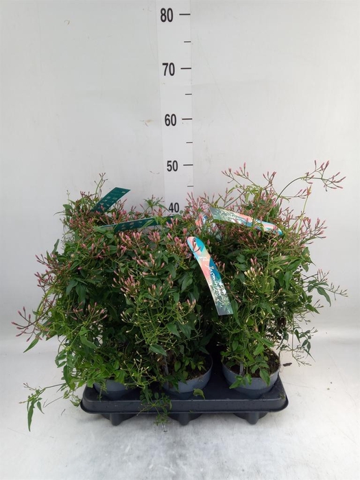 <h4>Jasminum polyanthum</h4>