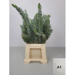 ACACIA LUNA D'ARGENTO