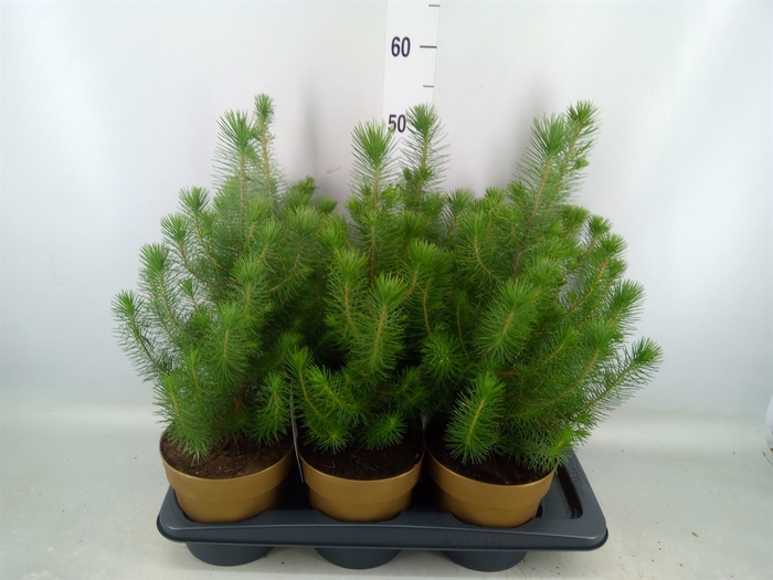 <h4>Pinus pinea 'Silver Crest'</h4>