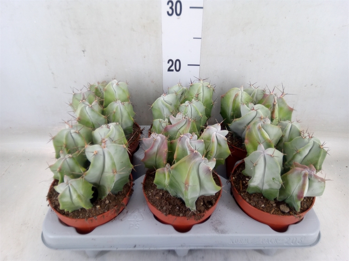 <h4>Cactus   ...</h4>