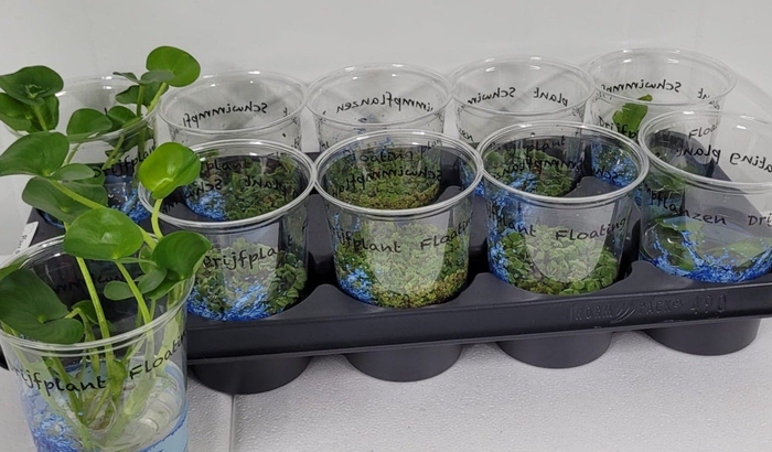 <h4>DRIJFPLANTEN GEM</h4>
