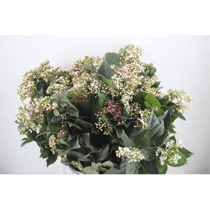 Viburnum Blooming White P Bunch