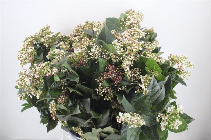 <h4>Viburnum Blooming White P Bunch</h4>