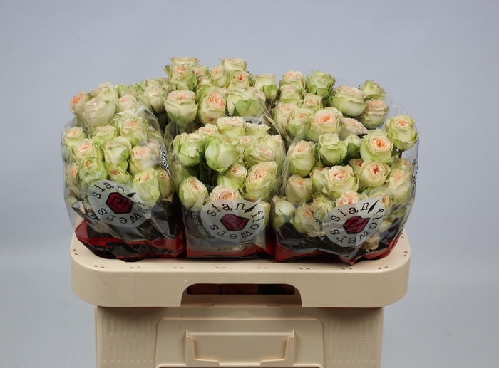 <h4>R TR PAVLOVA</h4>