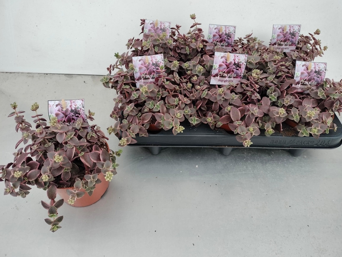 <h4>CRASS MARGINALIS</h4>