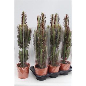 Euphorbia Trigona Rubra