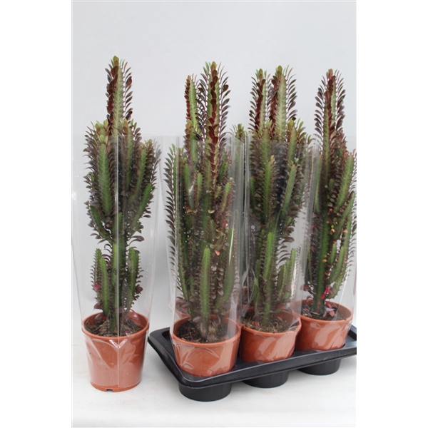 <h4>Euphorbia Trigona Rubra</h4>