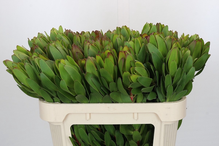 Leucadendron Goldstrike