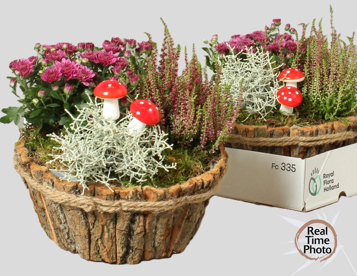 <h4>ARR TUINPLANTEN</h4>