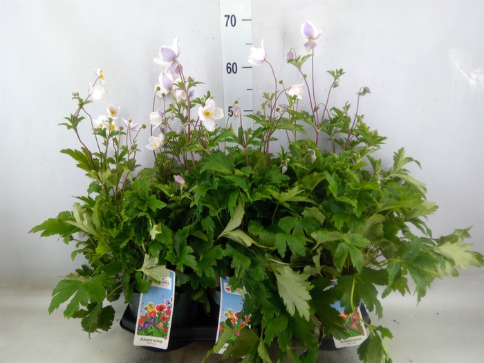 <h4>Anemone  'Wild Swan'</h4>
