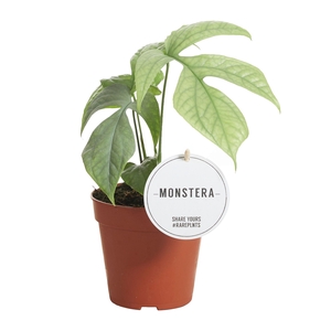 Monstera Amydrium Medium Silver