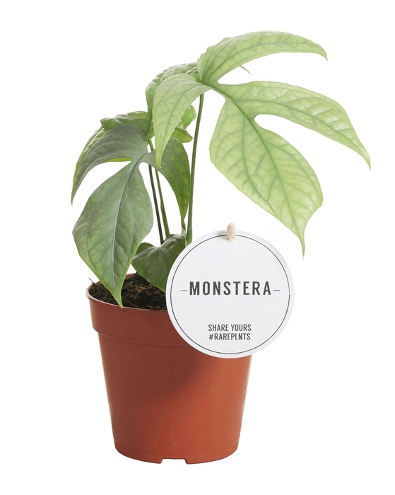 <h4>Monstera Amydrium Medium Silver</h4>