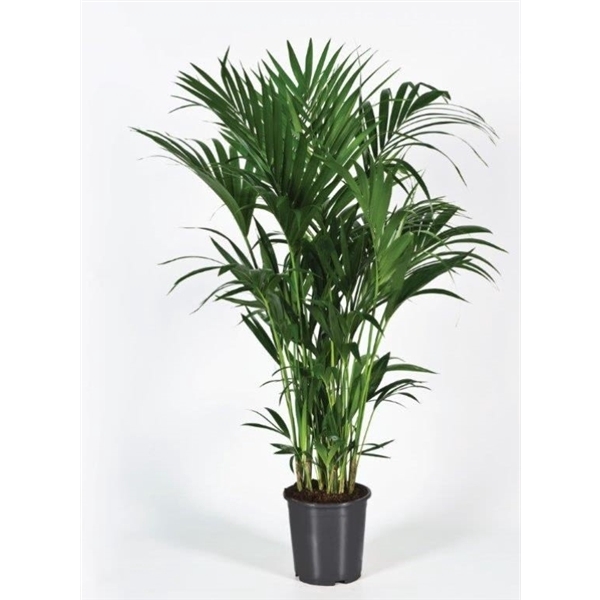 <h4>Howea forsteriana 150cm (Kentia)</h4>