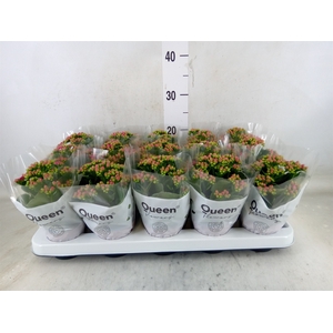 Kalanchoe  'MoreFlow Augusta'