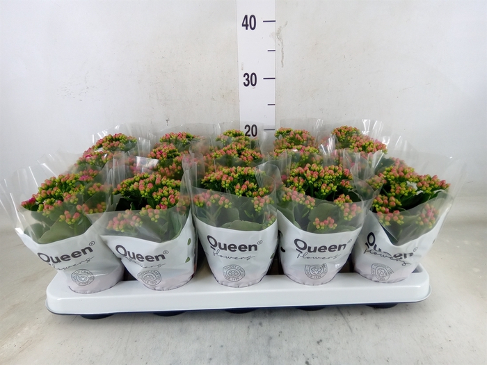 <h4>Kalanchoe  'MoreFlow Augusta'</h4>