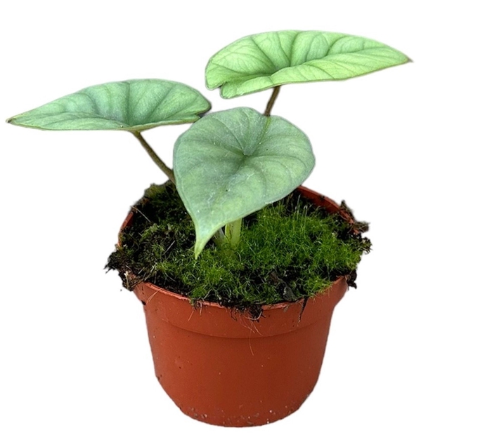 Alocasia