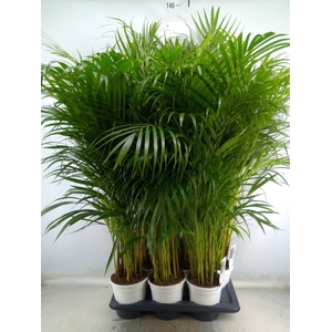 Dypsis lutescens   ...Chrysalidoca