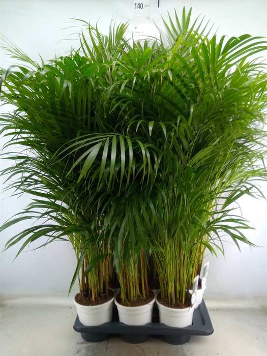 <h4>Dypsis lutescens   ...Chrysalidoca</h4>