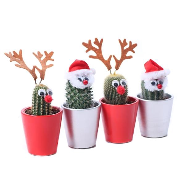 <h4>Cactus 5,5 cm rendier en kerstman in zilver en rode keramieke po</h4>