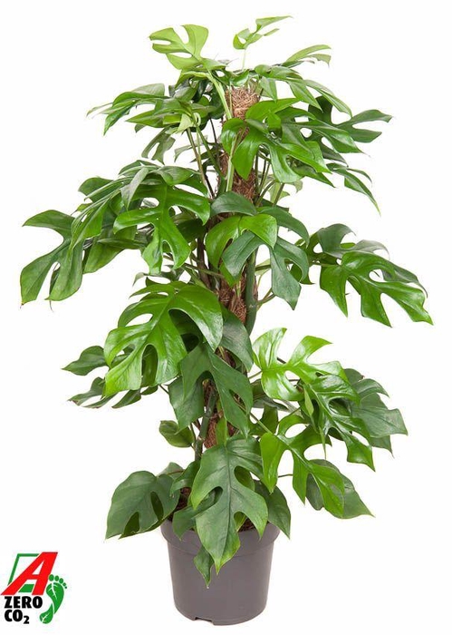 <h4>Monstera Minima mosstok P19 (NO GAP)</h4>