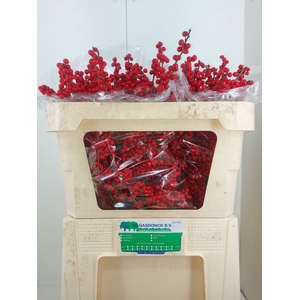 Ilex verticillata red