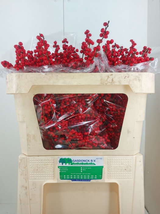 <h4>Ilex verticillata red</h4>