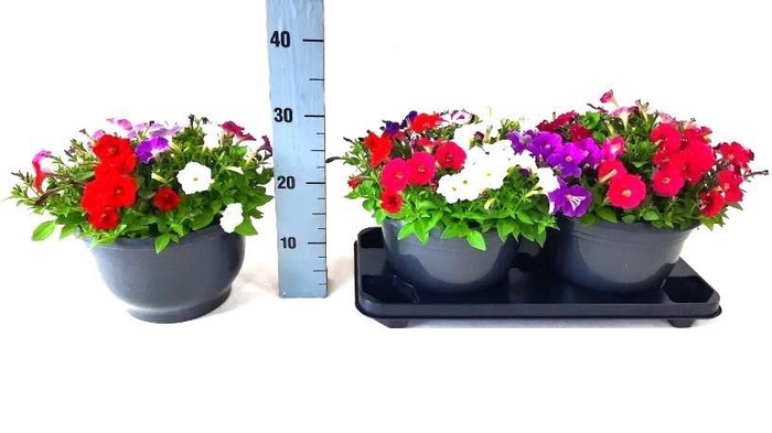 <h4>PET PICOB GEM</h4>