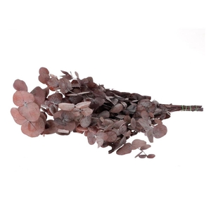 Preserved Eucalyptus Cinerea 65cm 150g