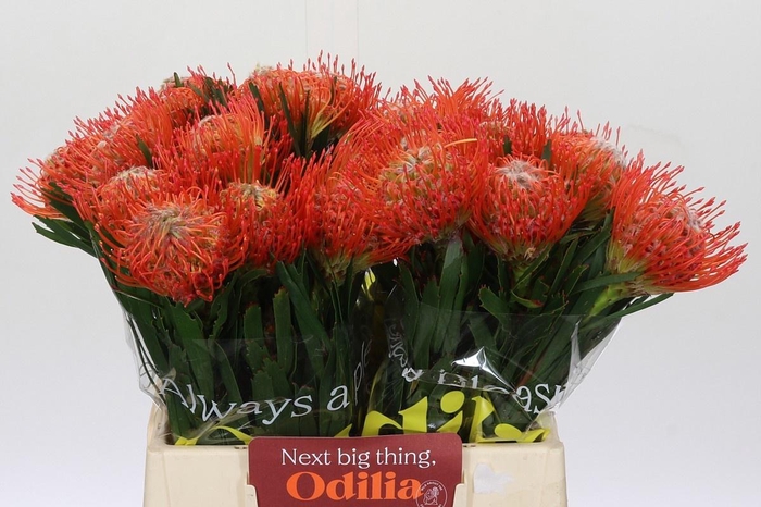 <h4>LEUCO CO TANGO</h4>