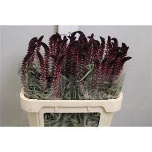 Lysim Atropurpurea