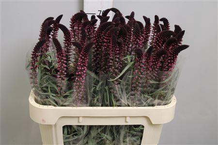<h4>Lysim Atropurpurea</h4>