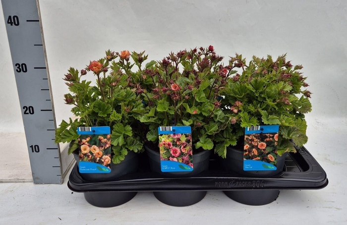 <h4>Geum rivale</h4>