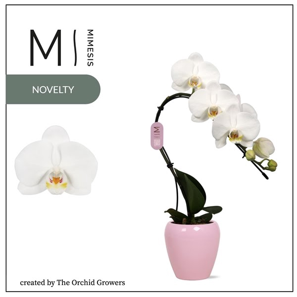 <h4>Mimesis Phal. Swan White - 1 spike 7cm in Martine Lilac Ceramic</h4>