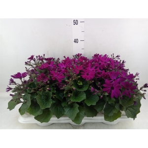 Pericallis cr. 'Senetti Magenta'