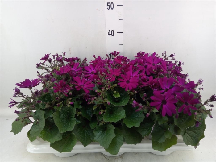 <h4>Pericallis cr. 'Senetti Magenta'</h4>