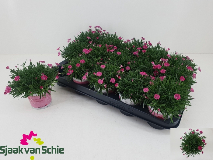 <h4>DIAN OVERIG</h4>