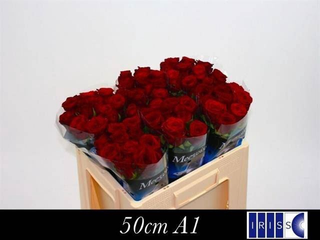 <h4>R GR RED NAOMI!</h4>