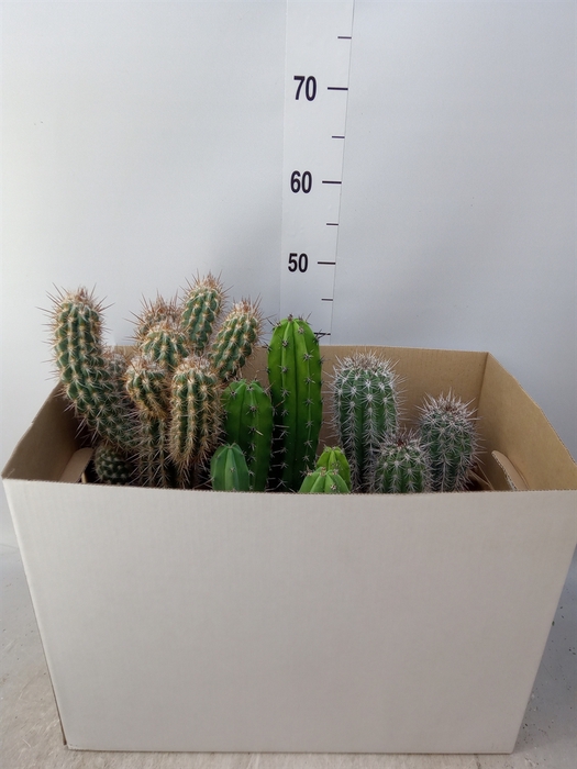 <h4>Cactus   ...mix</h4>