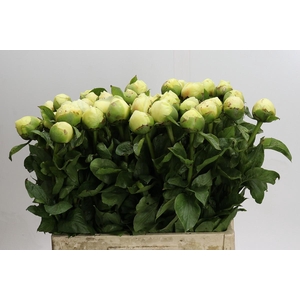 Paeonia Lemon Chiffon
