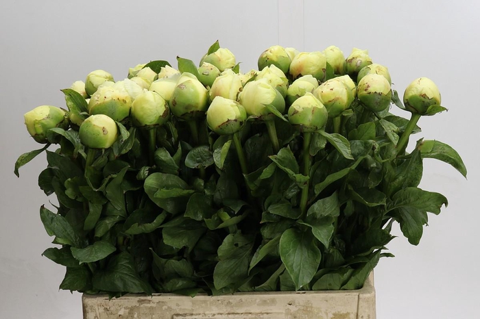 <h4>Paeonia Lemon Chiffon</h4>
