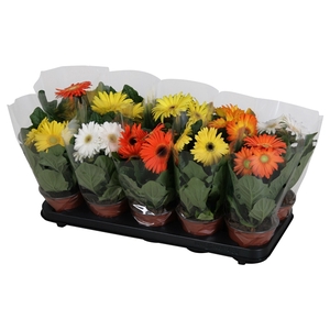 paasmix 2+ geel/oranje/wit