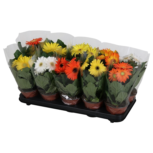 <h4>paasmix 2+ geel/oranje/wit</h4>