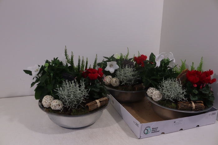 <h4>ARR TUINPLANTEN</h4>