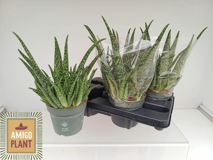 <h4>ALOE VERA</h4>