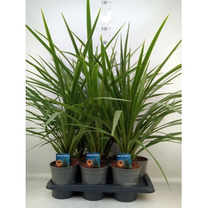 Cordyline indivisa 'Peko'