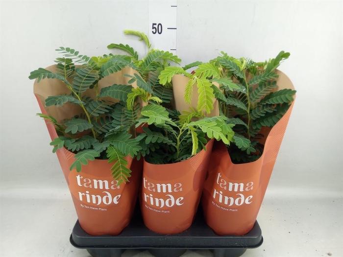 <h4>Tamarindus indica</h4>