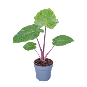 Alocasia Imperial Red 17cm