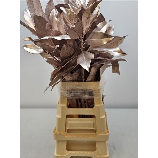 <h4>MAGNOLIA METAL CHAMPAGNE PB</h4>