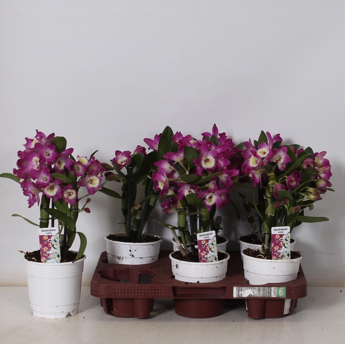 <h4>DEND NOBILE</h4>