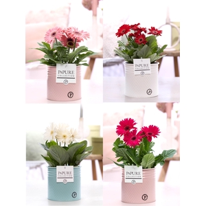 Gerbera belicht 2+ in Pure Zinc Louise 3 ass